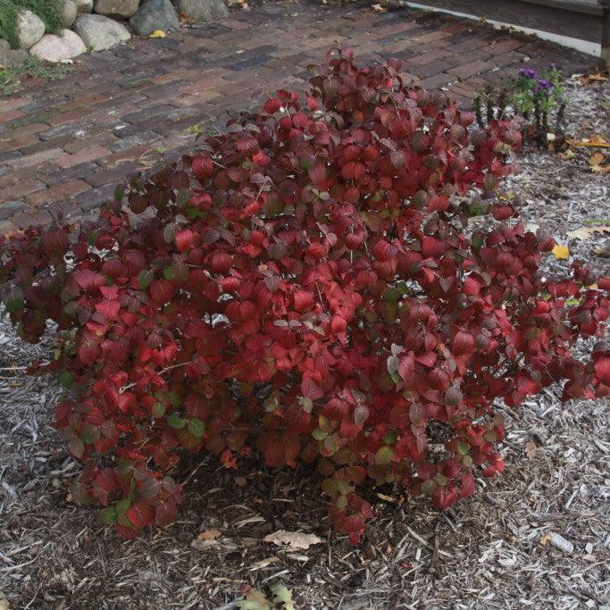 Viburnum carlesii ‘Select S’  - Sugar N' Spice™ Korean Spice Viburnum