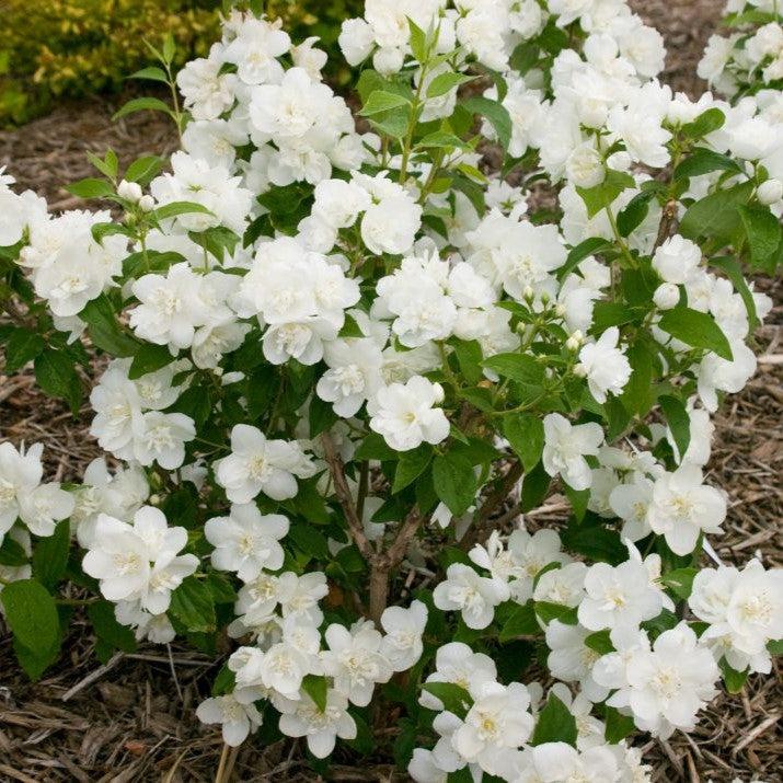Philadelphus 'Snow White Fantasy'  - First Editions® Snow White™ Mockorange