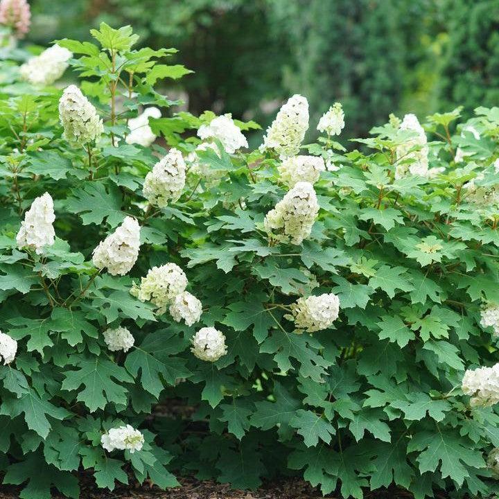 Hydrangea quercifolia 'NCHQ1'  - PW® Gatsby Glow Ball® Hydrangea