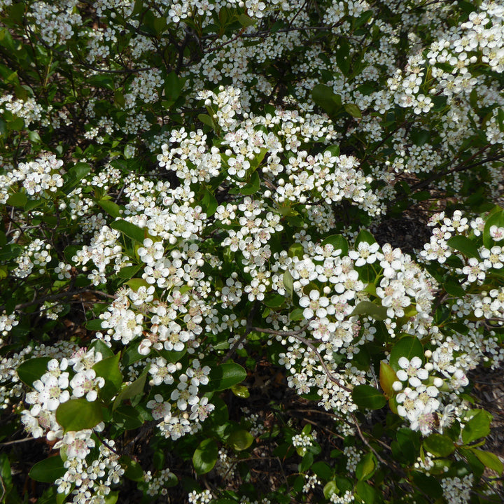 Aronia melanocarpa 'Morton'  - Iroquois Beauty™ Chokeberry