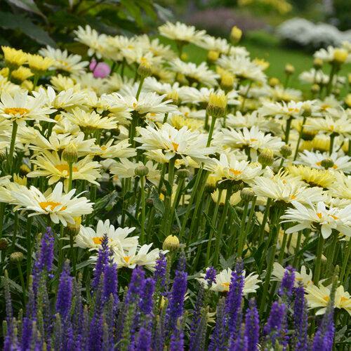 Leucanthemum superbum ’Banana Cream II’  - PW® Amazing Daisies® Banana Cream II Shasta Daisy
