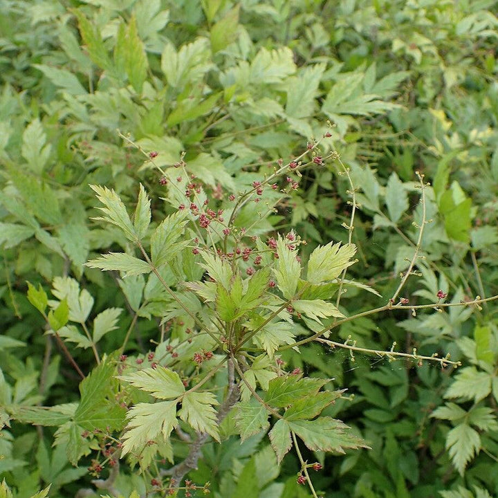 Xanthorhiza simplicissima  - Yellowroot