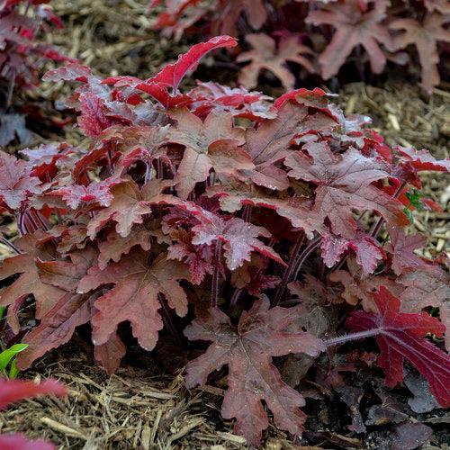 Heuchera 'Red Rover'  - PW® Fun and Games® Red Rover Coral Bells