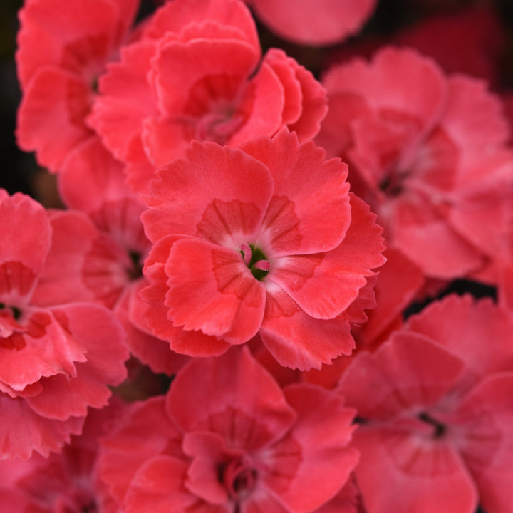 Dianthus x 'KLEDG23495'  - EverLast™ Peach Dianthus