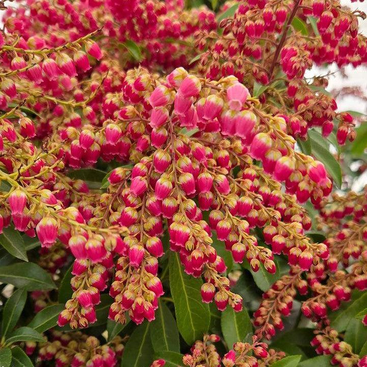 Pieris japonica 'Passion'  - Passion Party™ Passion Pieris