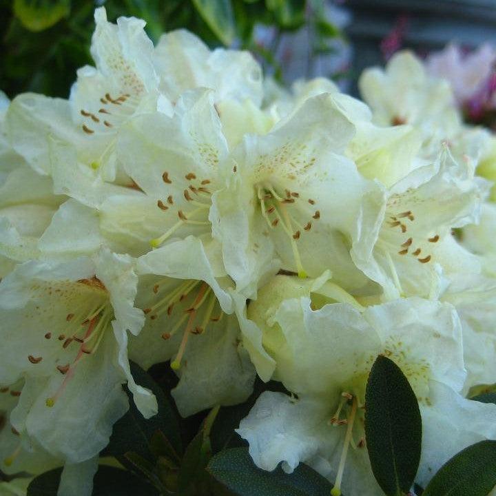 Rhododendron x 'Towhead'  - Towhead Rhododendron