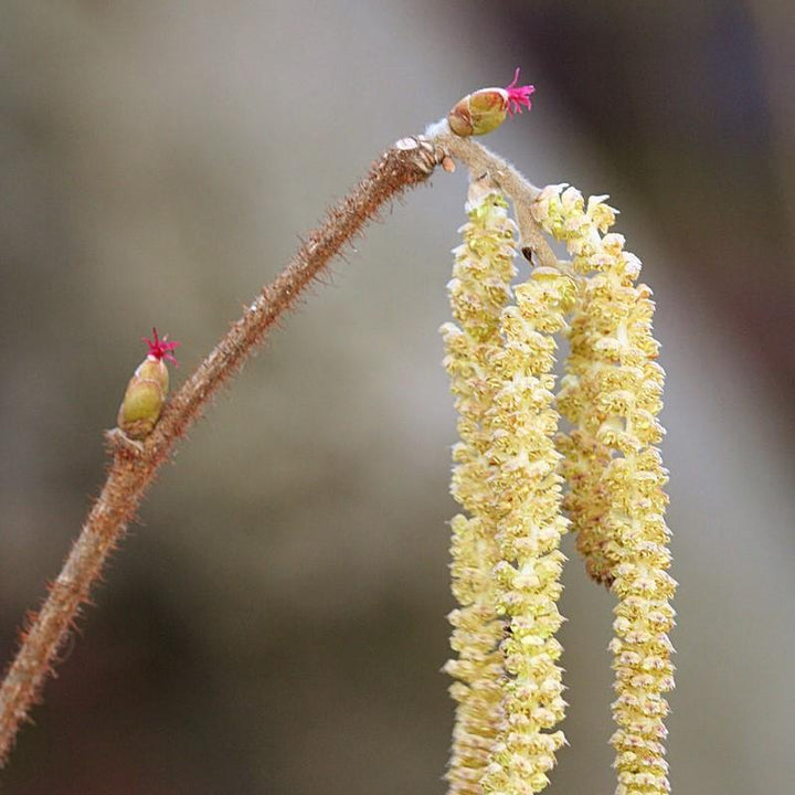 Corylus americana  - Hazelnut, American Filbert