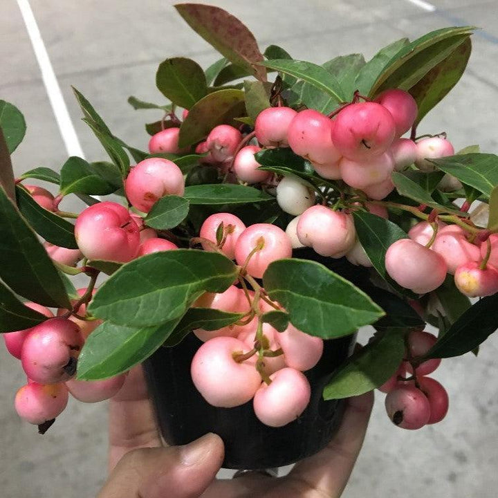 Gaultheria procumbens 'Hokutotakaji-001'  - Winter Fiesta™ Wintergreens