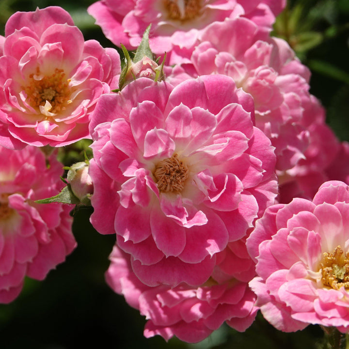 Rosa x 'NOA168098F'  - Flower Carpet® Pink Supreme Rose