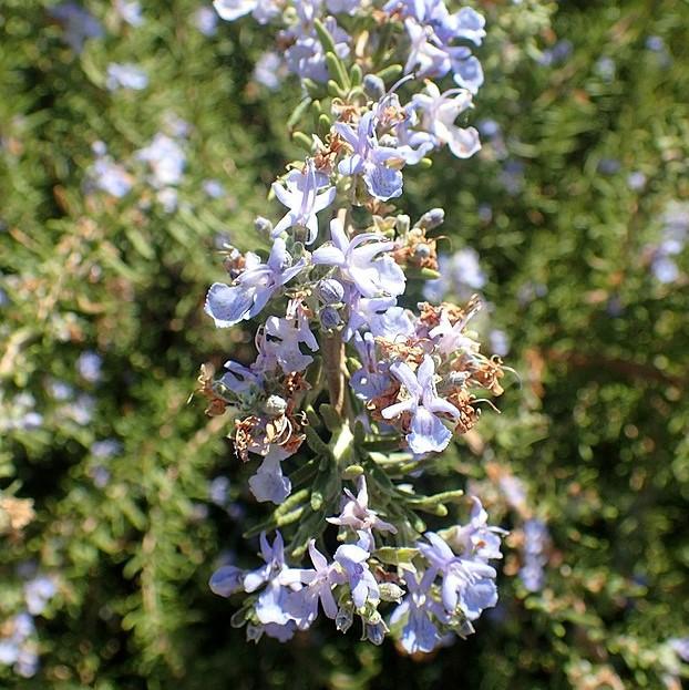 Rosmarinus officinalis 'Tuscan Blue'  - Tuscan Blue Rosemary