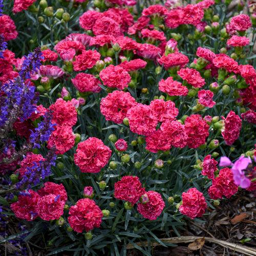 Dianthus 'Raspberry Ruffles'  - Fruit Punch® Raspberry Ruffles Dianthus