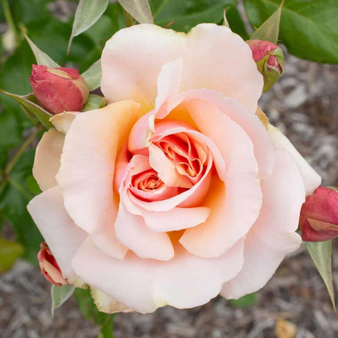Rosa 'Meiludere'  - Mother of Pearl® Rose