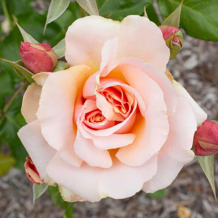 Rosa 'Meiludere'  - Mother of Pearl® Rose