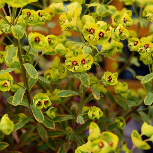 Euphorbia x martinii 'Ascot Rainbow'  - Ascot Rainbow Spurge