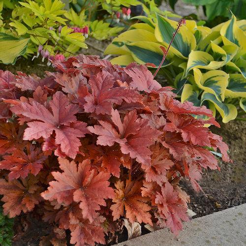 Heuchera 'Hopscotch'  - PW® Fun and Games® Hopscotch Coral Bells