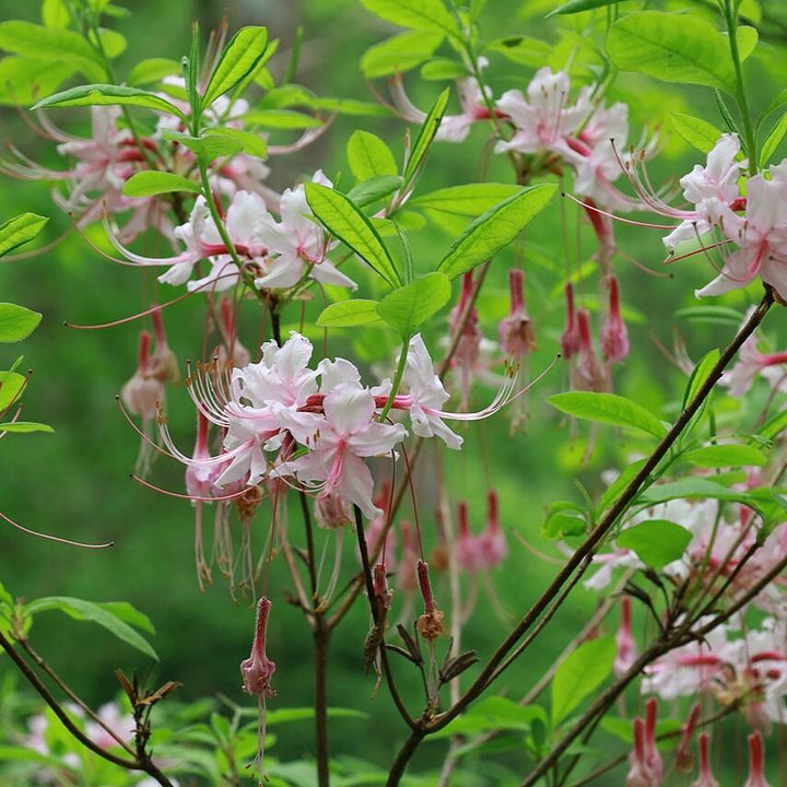 Rhododendron periclymenoides  - Pinxterbloom Azalea