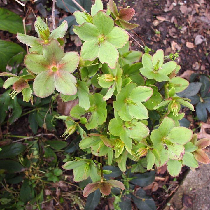 Helleborus x ericsmithii 'COSEH 730'  - HGC® Champion Lenten Rose
