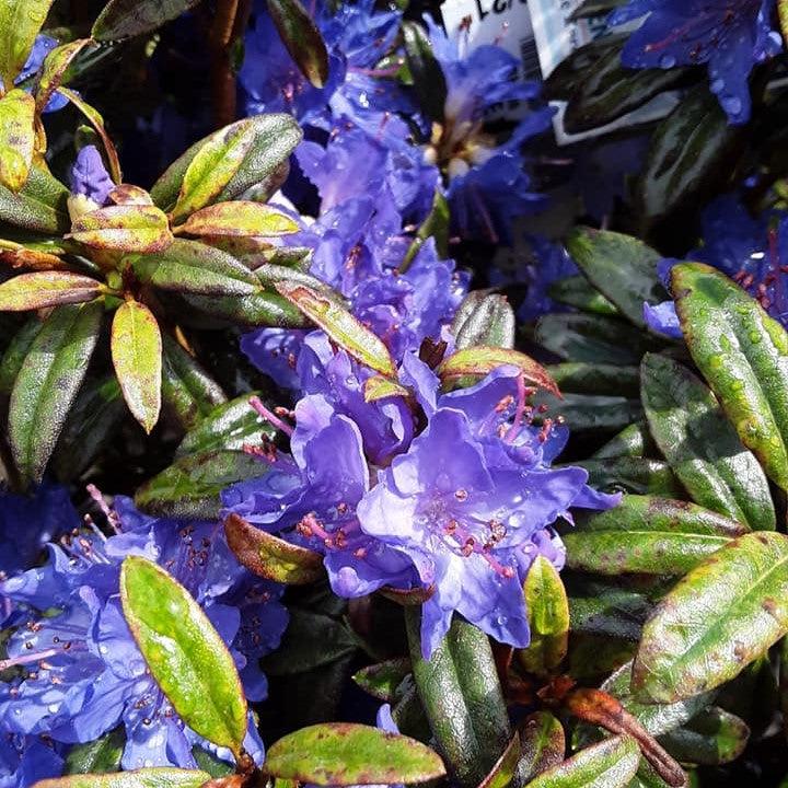 Rhododendron 'Blue Baron'  - Blue Baron Rhododendron