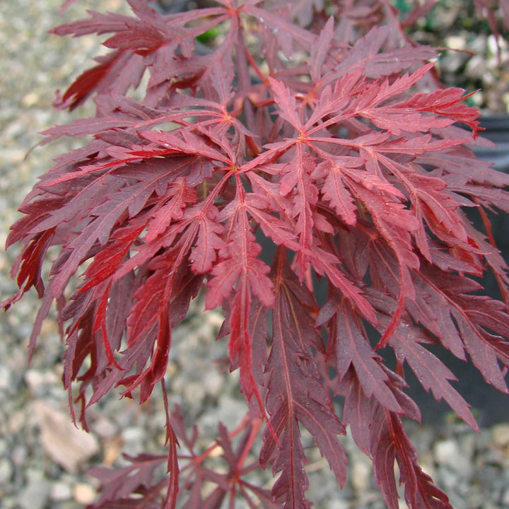Acer palmatum var. dissectum 'Red Dragon'  - Red Dragon Japanese Maple