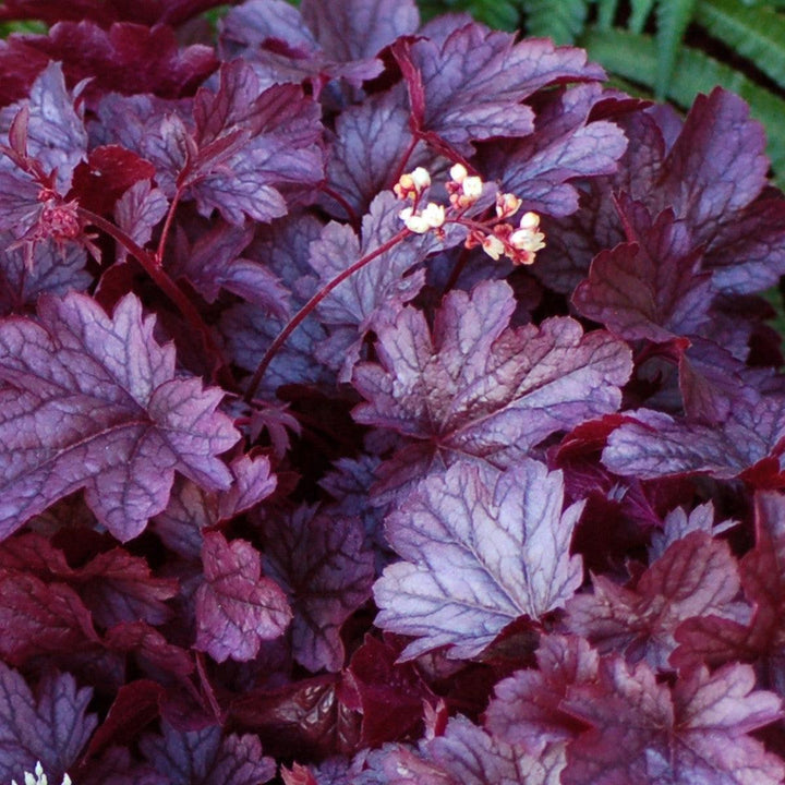 Heuchera x 'Shanghai'  - CITY™ Shanghai Heuchera