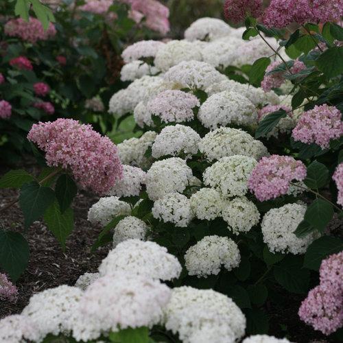 Hydrangea arborescens 'NCHA5'  - Invincibelle® Wee White Smooth Hydrangea