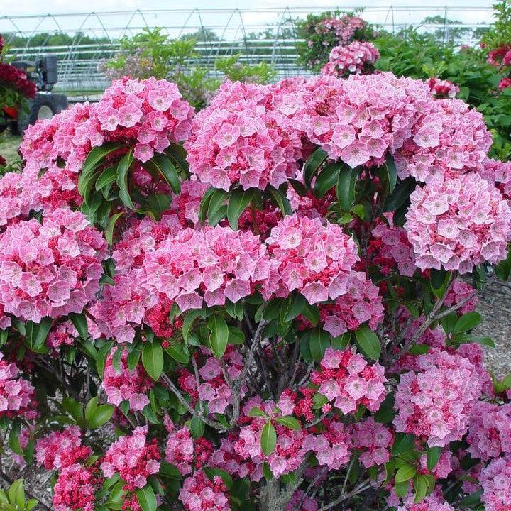 Kalmia latifolia 'Pink Globe'  - Pink Globe Mountain Laurel
