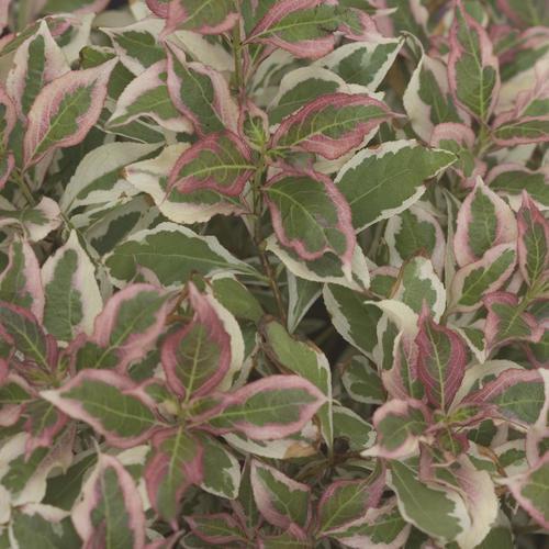 Weigela florida 'Verweig'  - My Monet® Weigela