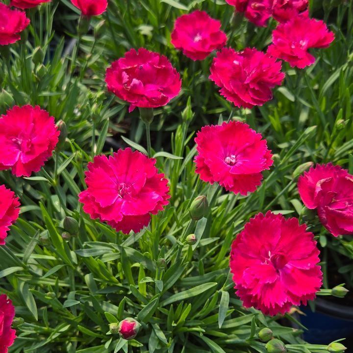 Dianthus gratianopolitanus ‘G19-159‘  - Glamour Time™ Dianthus