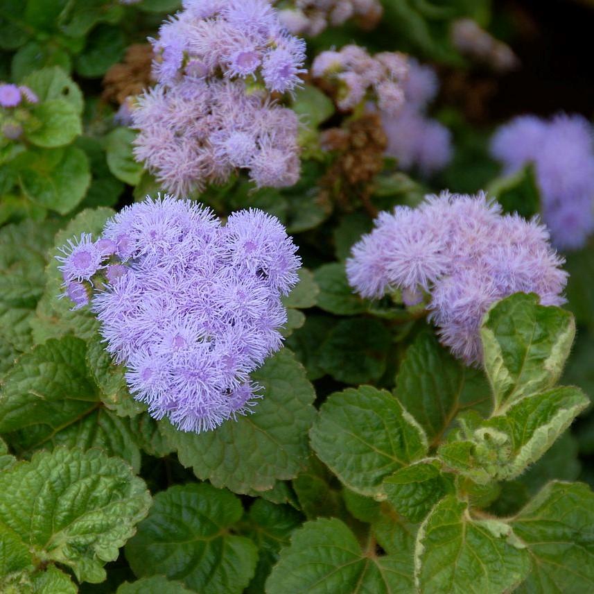 Ageratum houstonianum 'Aloha Blue' ~ Aloha Blue Floss Flower