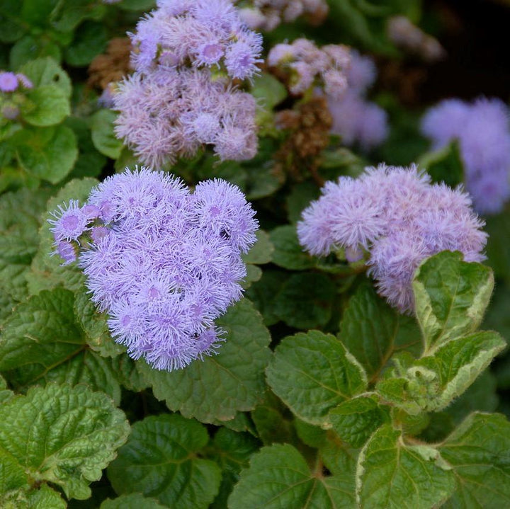 Ageratum houstonianum 'Aloha Blue' ~ Aloha Blue Floss Flower