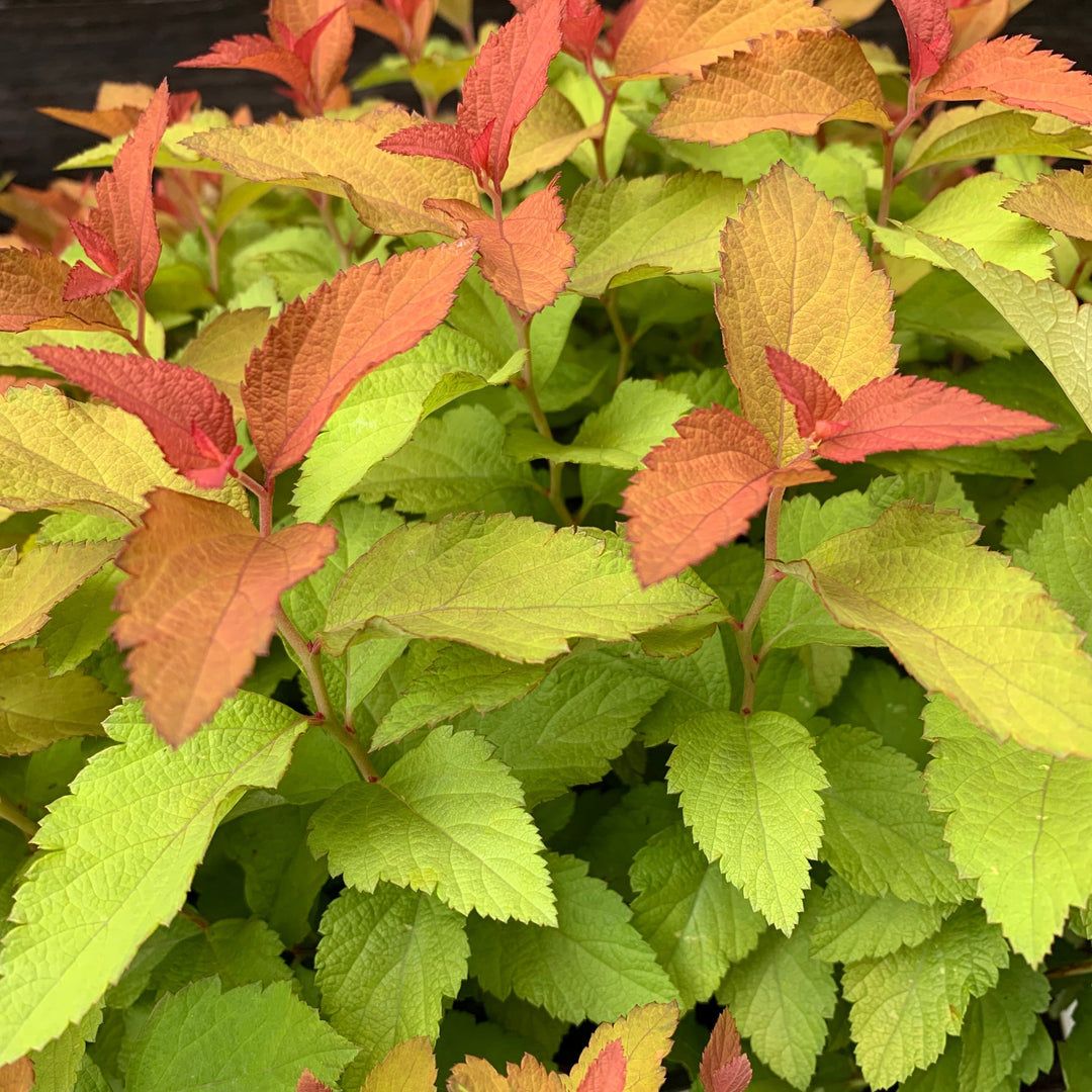 Spiraea japonica 'NCSX1'  - Double Play® Candy Corn® Spirea