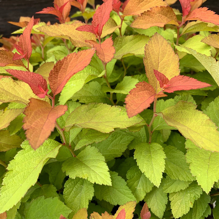 Spiraea japonica 'NCSX1'  - Double Play® Candy Corn® Spirea