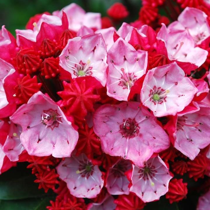 Kalmia latifolia 'Firecracker'  - Firecracker Mountain Laurel