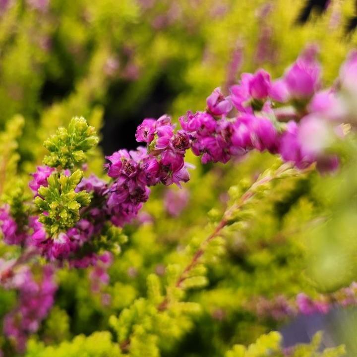 Calluna vulgaris 'Firefly'  - Firefly Heather
