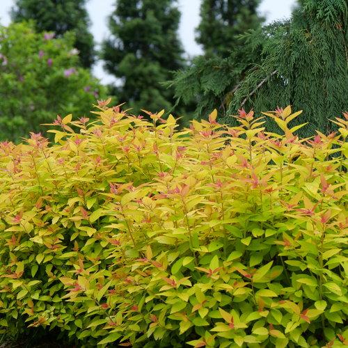 Spiraea japonica 'NCSX1'  - Double Play® Candy Corn® Spirea