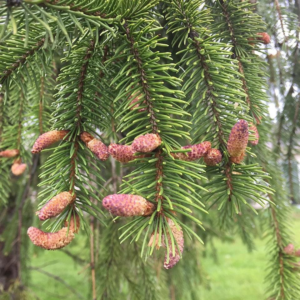 Picea abies  - Norway Spruce