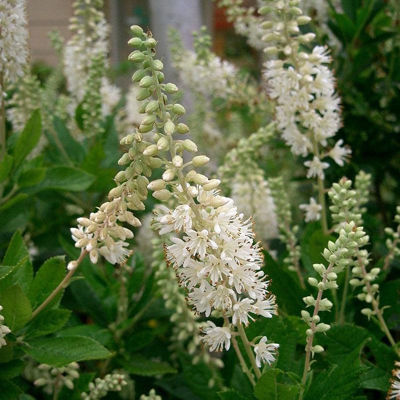 Clethra alnifolia  - Summersweet, Sweet Pepperbush