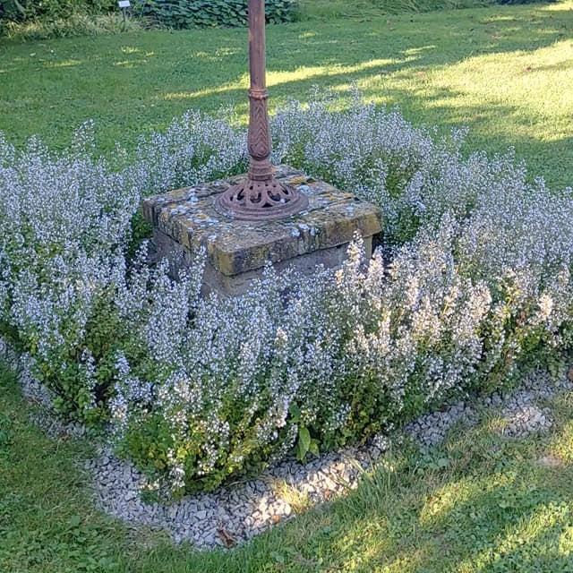 Calamintha nepeta 'Triumphator'  - Triumphator Calamint