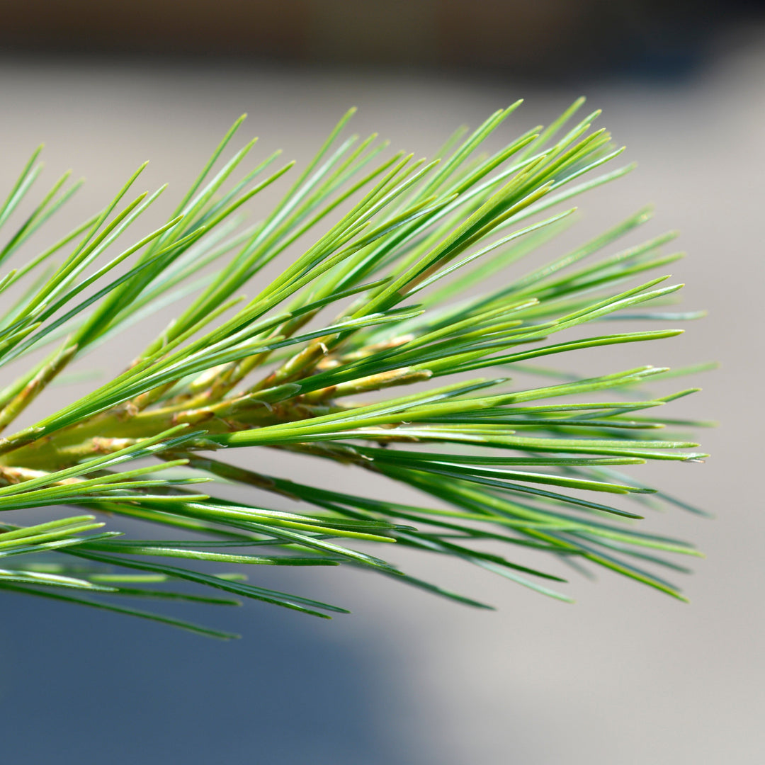 Pinus strobus 'Blue Shag'  - Blue Shag White Pine