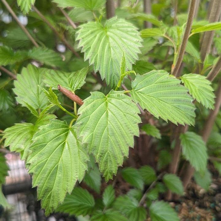 Viburnum dentatum 'Plum Pudding'  -  NativeStar® Plum Pudding Viburnum