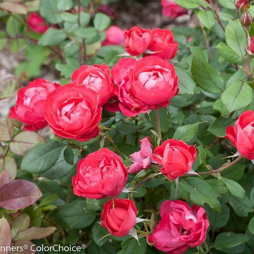 Rosa 'Meipeporia'  - OSO Easy® Double Red Rose