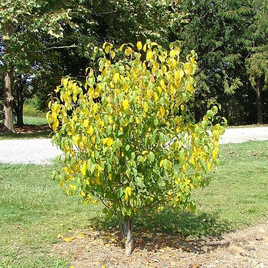 Lindera benzoin  - Spice Bush