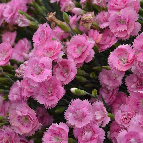 Dianthus 'Sweetie Pie'  - Fruit Punch® Sweetie Pie Dianthus