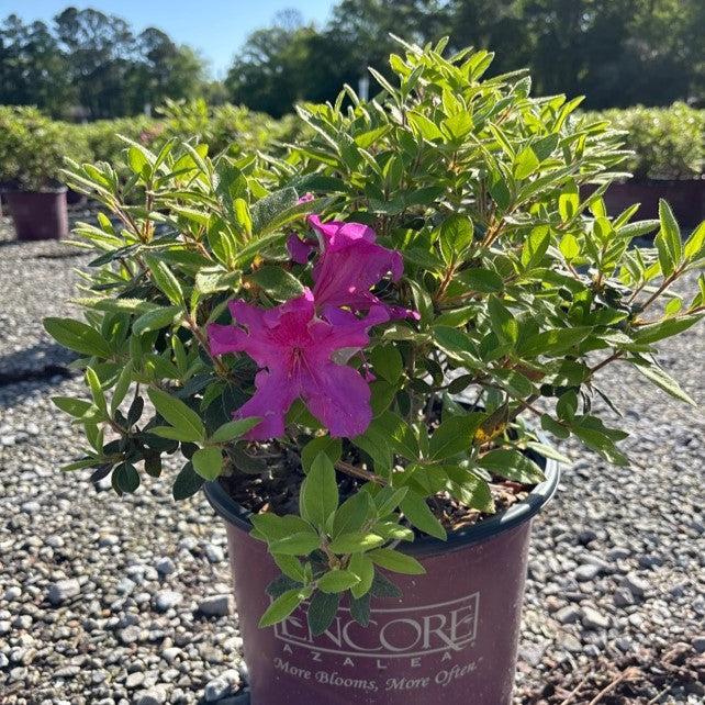 Rhododendron ‘Roblee’  - Encore® Autumn Sangria™ Azalea