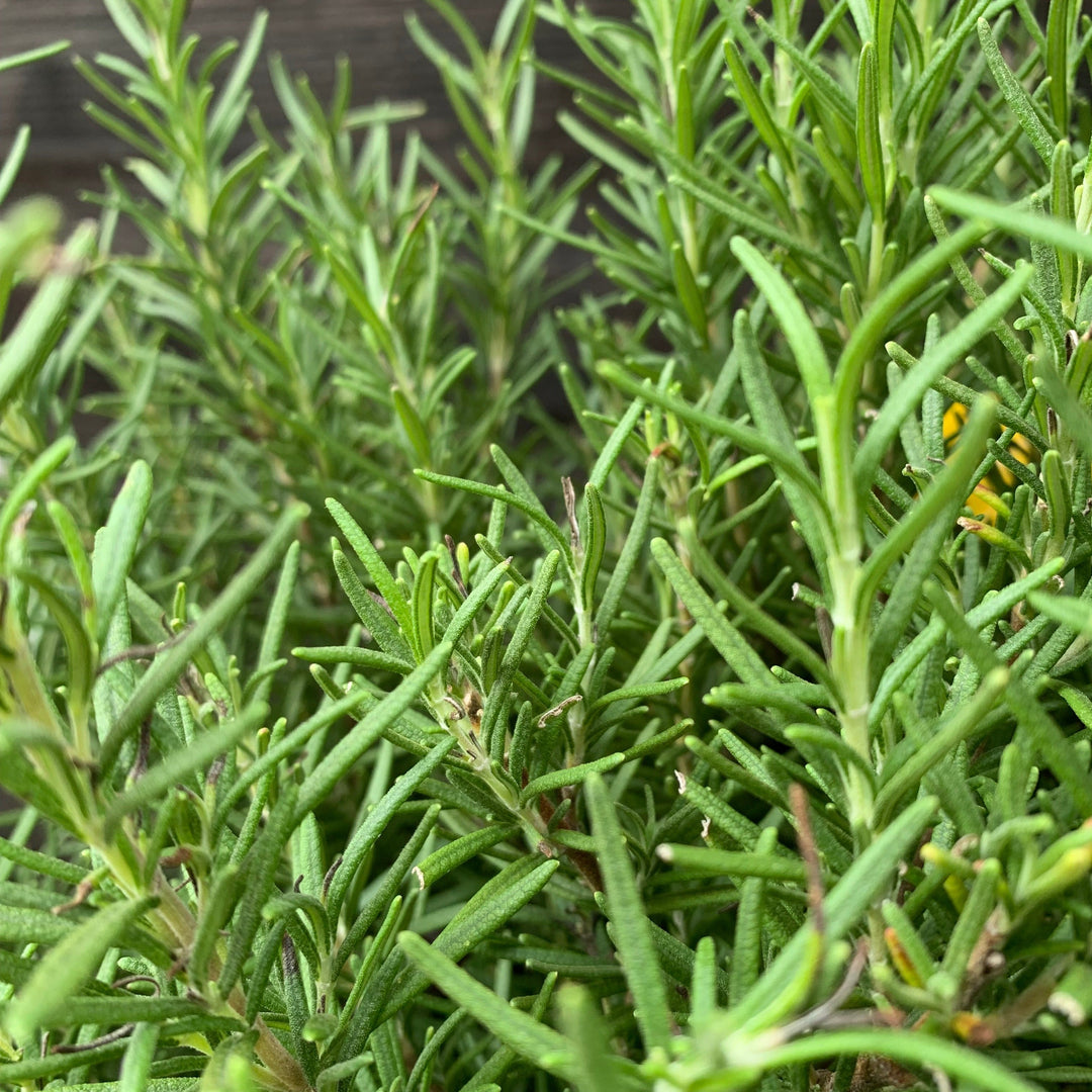 Rosmarinus officinalis 'Tuscan Blue'  - Tuscan Blue Rosemary