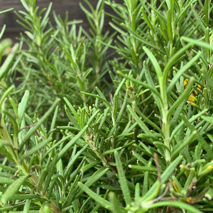 Rosmarinus officinalis 'Tuscan Blue'  - Tuscan Blue Rosemary