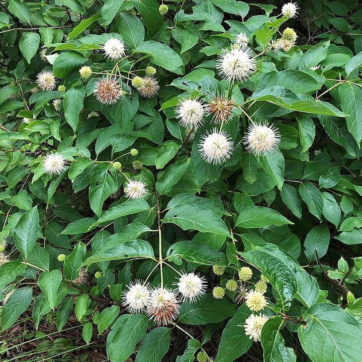 Cephalanthus occidentalis 'Fiber Optics'  - First Editions® Fiber Optics Cephalanthus