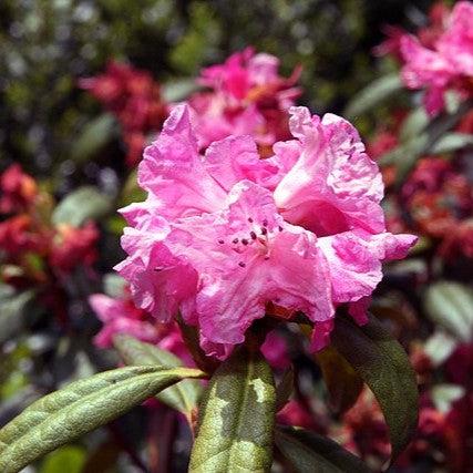 Rhododendron x 'Landmark'  - Landmark Rhododendron