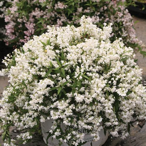 Yuki Snowflake® Deutzia