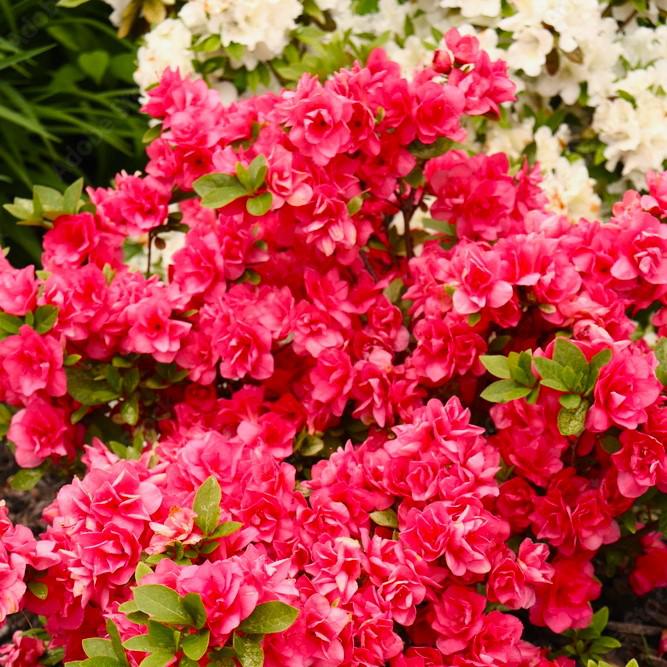 Rhododendron 'Girard Christina' ~ Girard's Christina Azalea